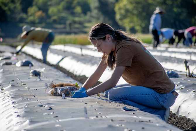 A student plants strawberry plants in a field on campus. 