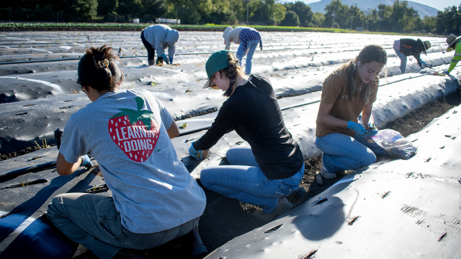 Students plant root stock in a strawberry field for the Strawberry Center at Cal Poly..