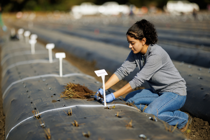 Students plant strawberries and do research in multiple fields on campus. 