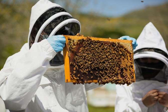 Students in the beekeeping class learn about the pollination of commercial crops, honey processing and marketing, as well as hive inspection and disease detection.