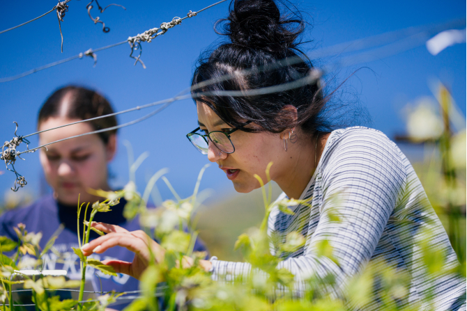 Advanced viticulture students perform vine shoot thinning in the Trestle Vineyard on campus. 