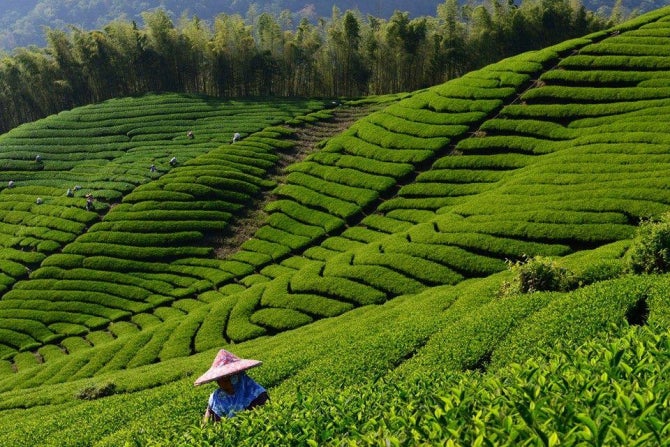 A hillside in Taiwan with straight lines of agriculture. 