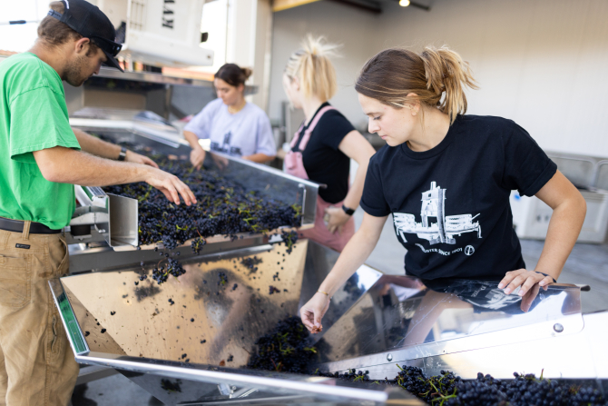 Students process grapes harvested from Cal Poly’s Trestle Vineyard.
