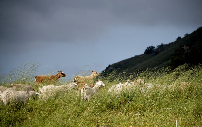 Goats graze at Bartleson Ranch.
