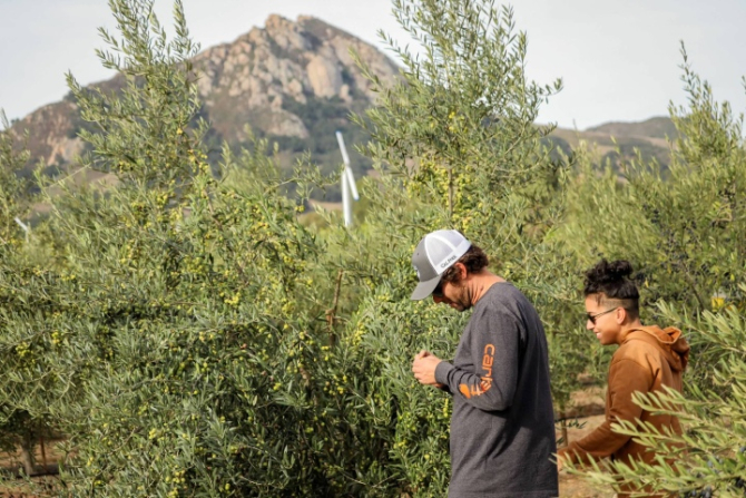Students inspect olive trees. 