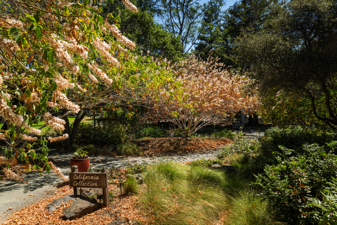The Cal Poly Leaning Pine Arboretum.