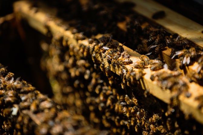 Bees in a hive. 