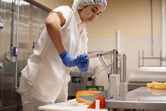 A student cuts gouda cheese at the Cal Poly Creamery. 