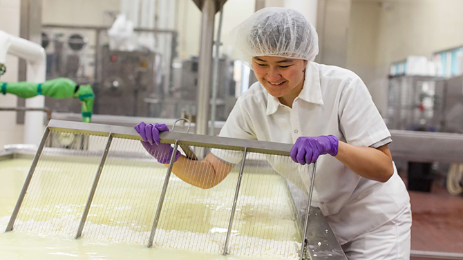 A student cuts through curd in the Dairy Products Technology Center. 