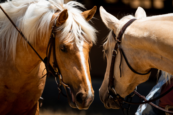 Two horses at the Performance Horse Sale