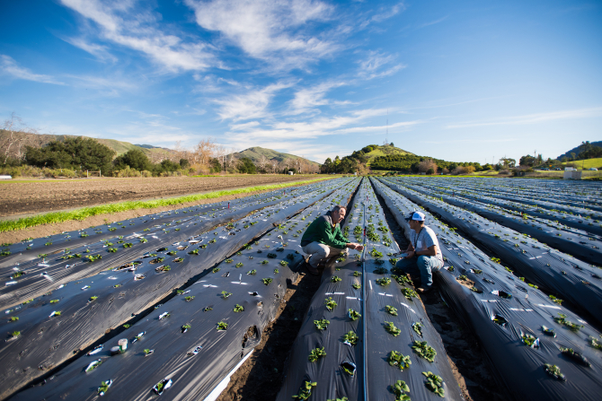 Cal Poly Strawberry Center Director Gerald Holmes shows a student produce in the field. 