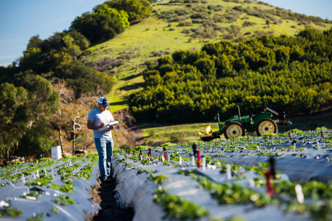 A plant sciences student stands between rows of strawberries in a field on campus.