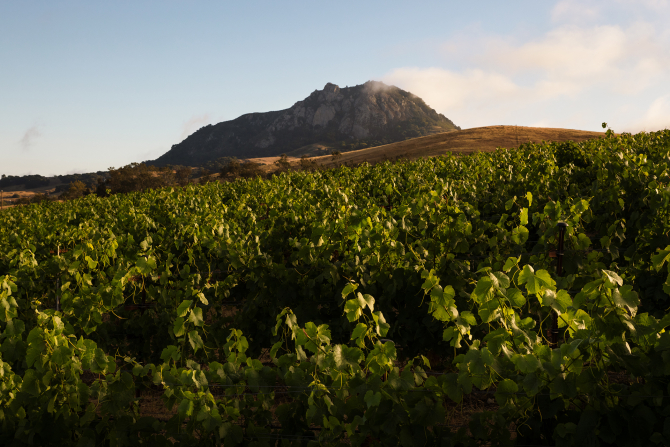 Cal Poly's Trestle Vineyard.