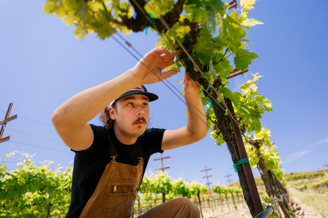 Students perform vine shoot thinning in the Trestle Vineyard on campus.