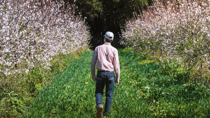 A student walks down a green path between two rows of blooming almond trees. 