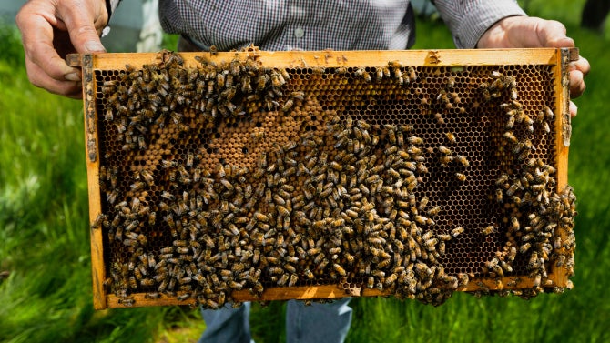 Hands hold a frame from a bee keepers hive with hundreds of honey bees.  