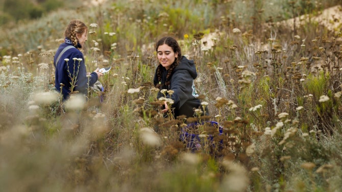 Students kneel in the sand and take samples of dune plants. 