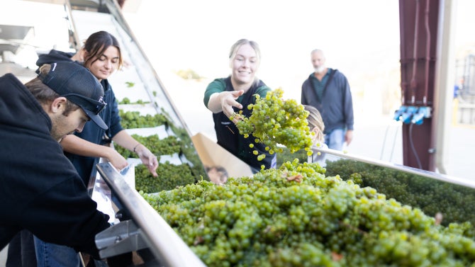 A student tosses a bunch of white wine grapes onto a conveyor belt. 