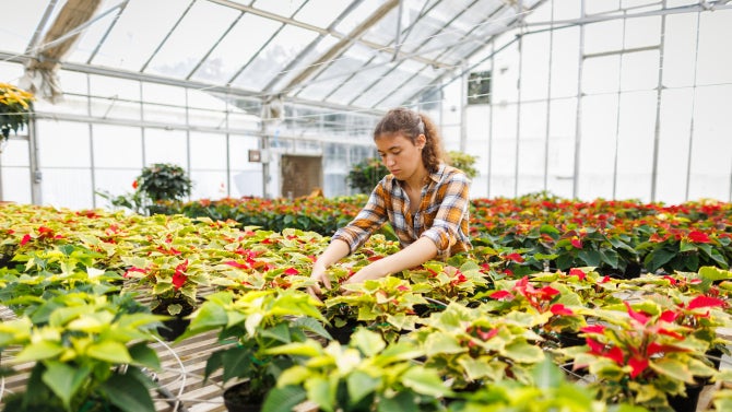Students in the college of Agriculture, Food and Environmental Sciences tend to poinsettia plants in the Environmental Horticulture Sciences greenhouses.