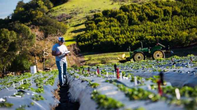 A male student with a clipboard takes notes while standing between rows of strawberry plants in a field.