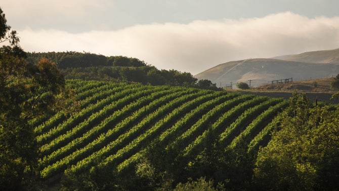 The marine layer rolls in over the green rows of the Trestle Vineyard. 