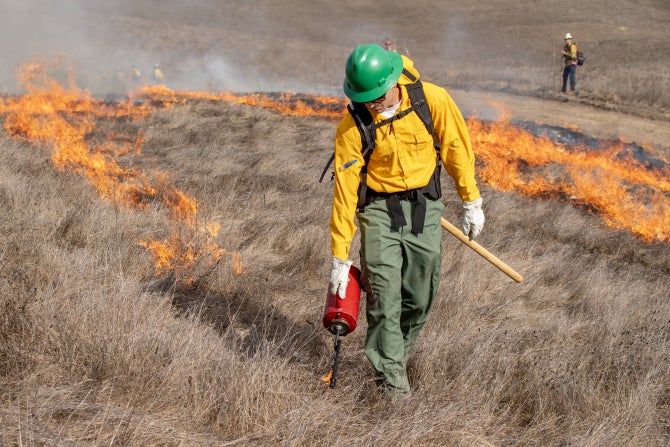 A forest and fire science student uses a torch to start a prescribed burn. 