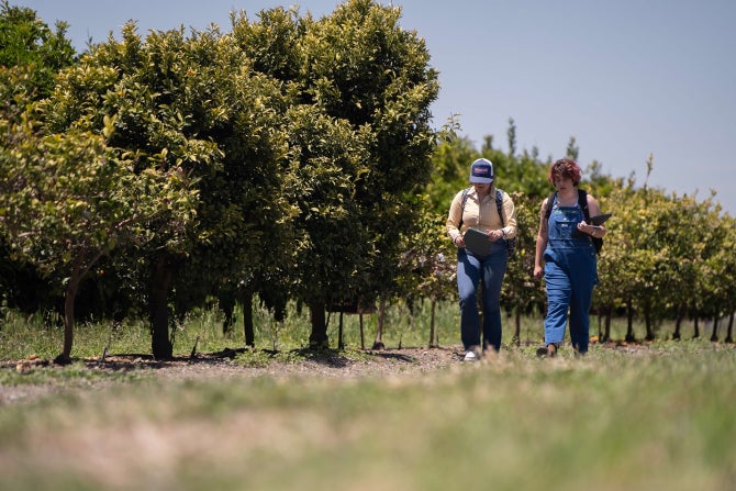 Two students walk through a lemon orchard. 