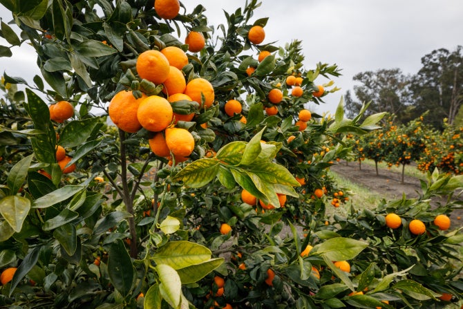 Oranges grow in an orchard on campus. 