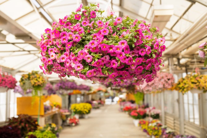 A plant hangs in a planter in the Cal Poly Plant Shop. 