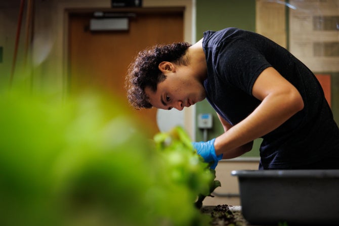 At the BRAE Vertical Farm, bioresource and agricultural engineering student researchers work to determine how injecting nanobubbles into a hydroponic farm's water supply affects the growth of leafy greens, such as lettuce.