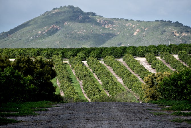 A lemon grove at Bartelson Ranch.
