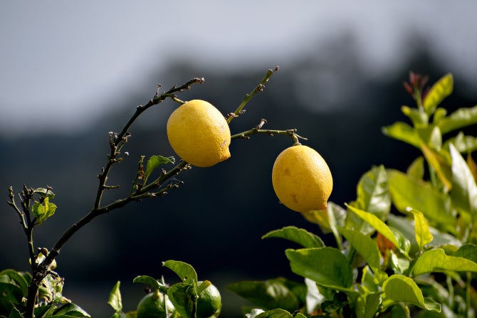 Lemons hang on a tree at Bartleson Ranch. 