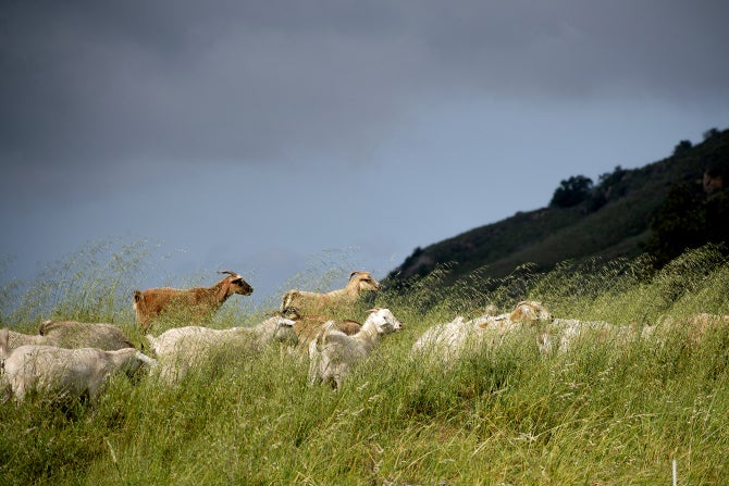 Goats graze at Bartleson Ranch.