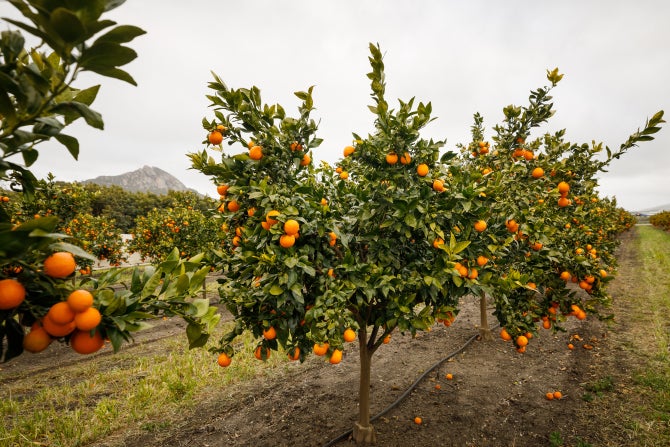 Citrus grows in a grove on campus.