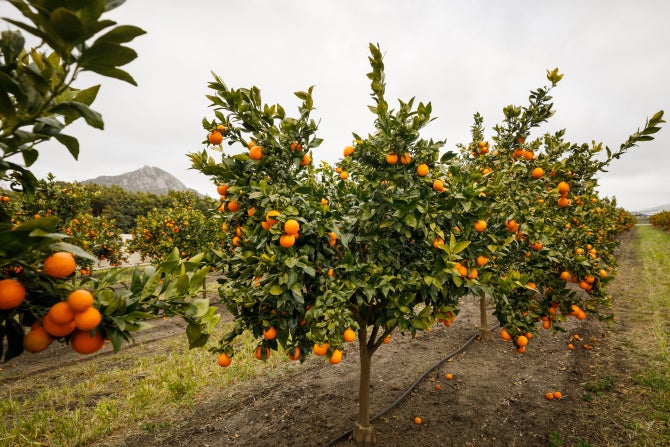 Citrus grows in a grove on campus.