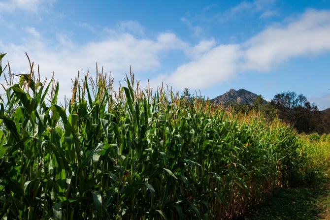 Student-grown cornstalks. 