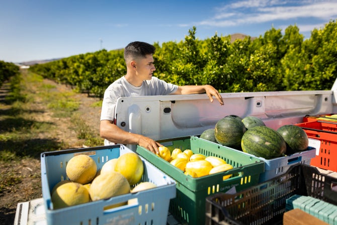 Plant Science student Adam Corugedo helps run the U-Pick at the Cal Poly Farm.
