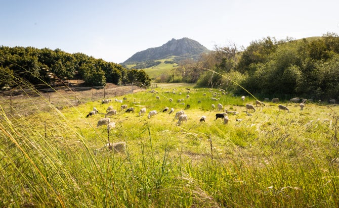 Goats graze around campus.