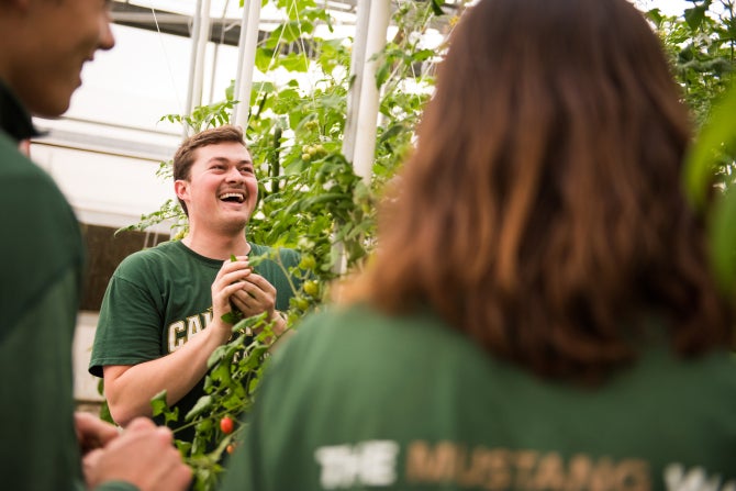 Students work in a Plant Sciences greenhouse. 