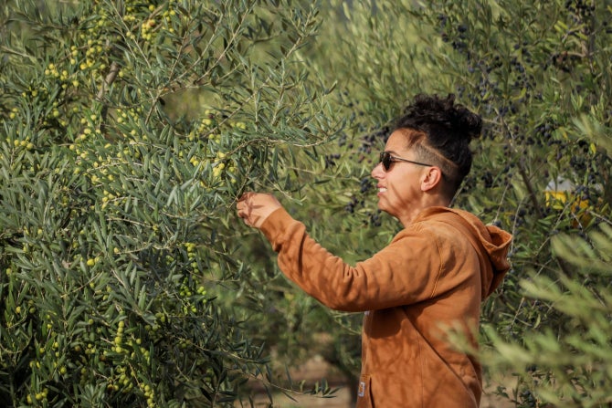 A student inspects the leaves of an olive tree on campus. 
