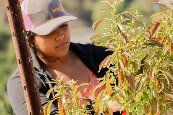 A student inspects the leaves of an avocado tree on campus. 