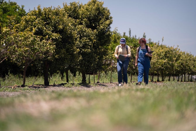 Two students walk through an orchard as they perform a pest survey on campus. 