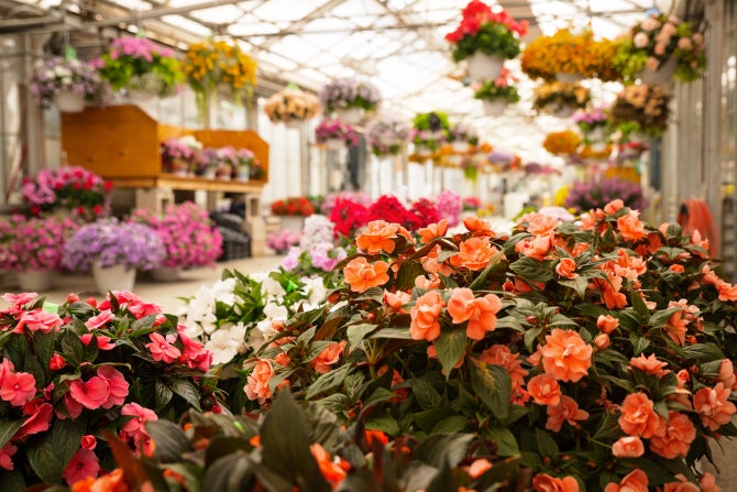 Bunches of flowers in the Poly Plant Shop. 