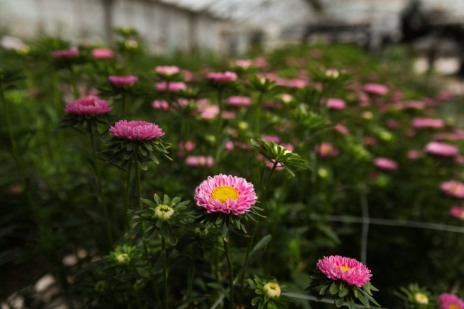 Student-grown flowers at the Poly Plant shop. 