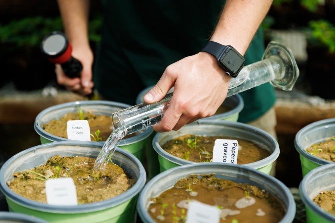 A student researcher adds measured water to plants fed with organic fertilizers. 
