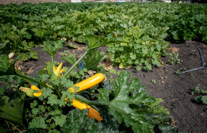 A squash grows in a field on campus.