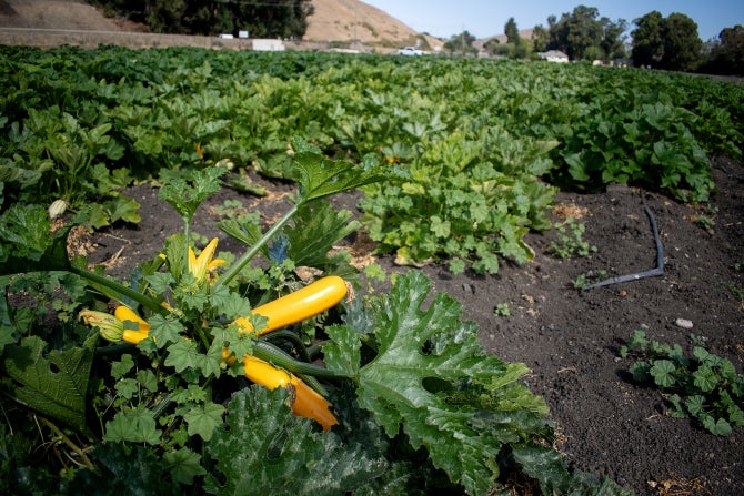 Squash grows in the Organic Farm. 