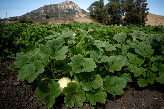 A melon grows in a field on campus. 