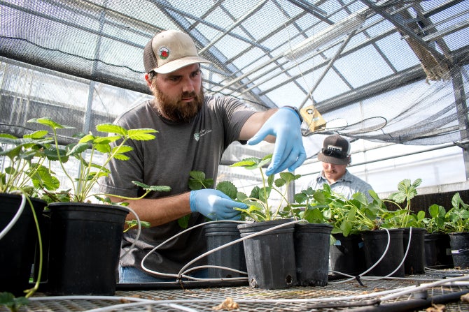 A student inspects a strawberry plant in a greenhouse. 