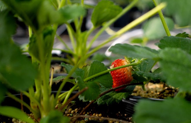 A strawberry plant grows in a greenhouse on campus. 